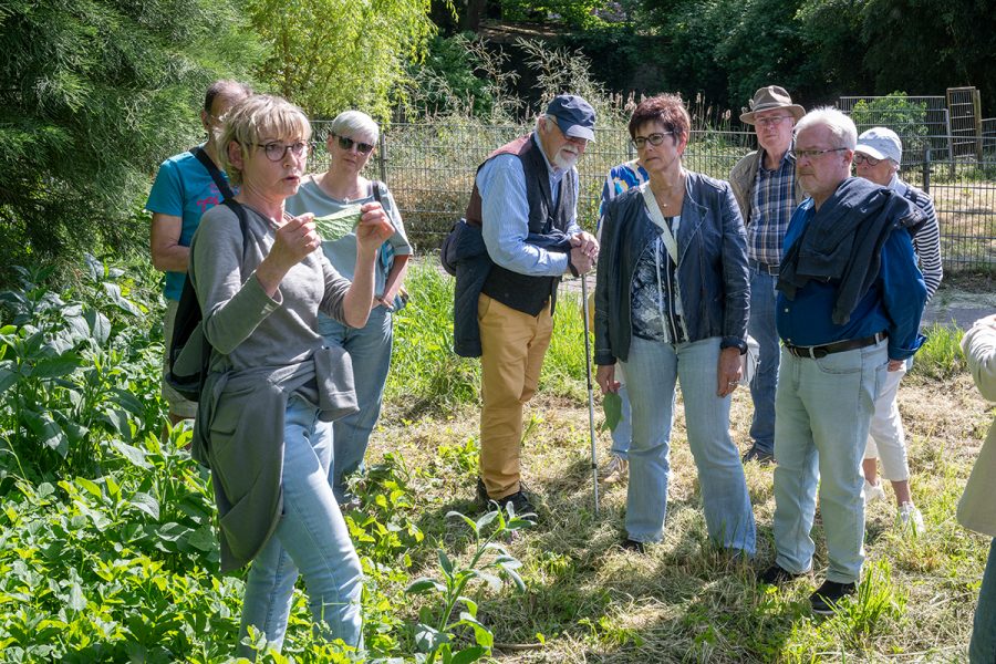 Wildkräuterführung mit Claudia Hoffmann