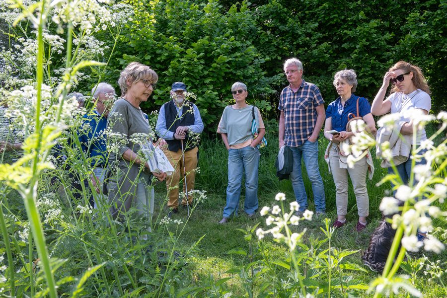 Wildkräuterführung mit Claudia Hoffmann