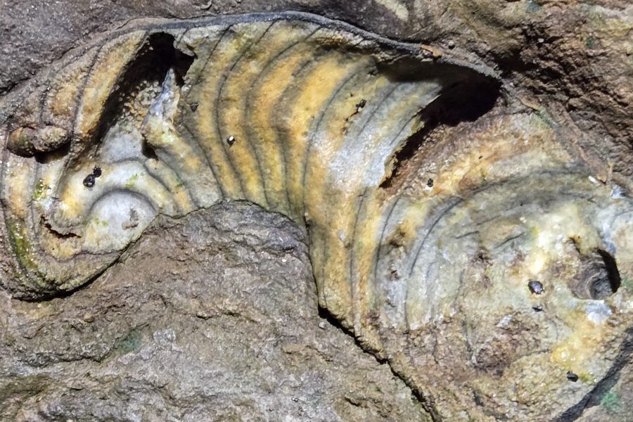 Führung durch die Kluterthöhle